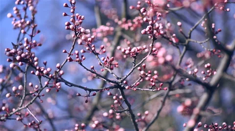 Early Spring Sakura Tree Stock Footage 61137762