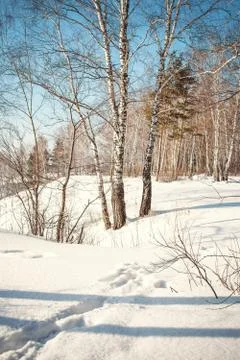 Early Spring Scene: Tranquil Landscape with Snowdrift on Foreground and Trees Stock Photos