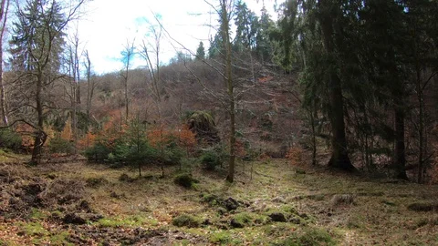 Early spring season forest moor nature hiking sunny rough mountain range Harz Stock Footage 87126502