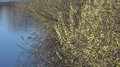 Early spring season nature reserve pond with flowering willow trees 4k or 4k+ Resolution