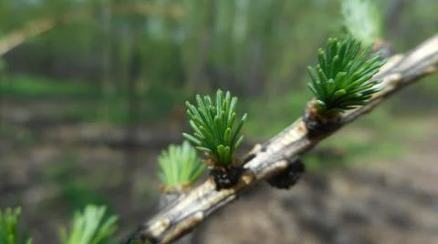 Early spring shoots Stock Photos