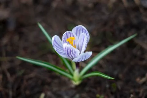 Early spring, single Crocus close-up, Stock Photos