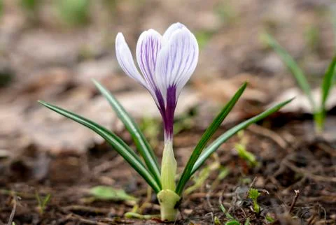 Early spring, single Crocus close-up. Stock Photos