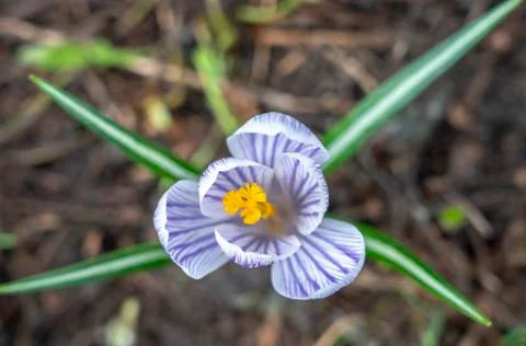 Early spring, single Crocus close-up. Foto stock