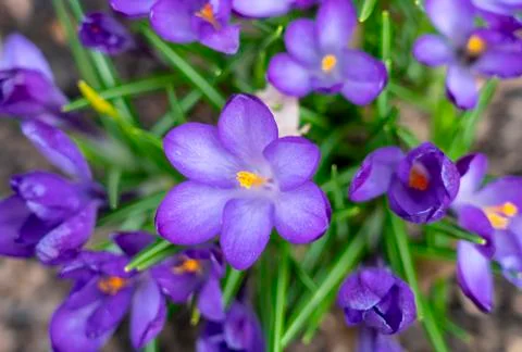 Early spring, single Crocus close-up. Stock Photos