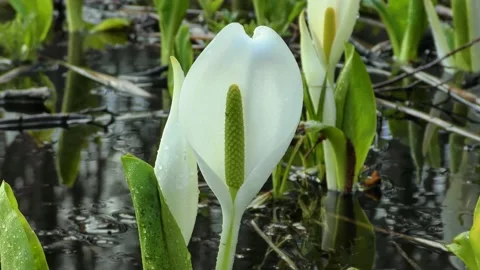 Early spring skunk cabbage in the marsh Video stock 144596744
