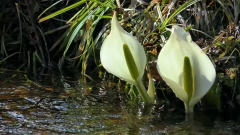 Early spring skunk cabbage in the marsh Video stock 144596767