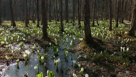 Early spring skunk cabbage in the marsh Stock Footage 144596826