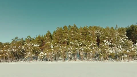 Early Spring Snow Melting From The Trees Sunny Day With Blue Sky Stock Footage 238661238