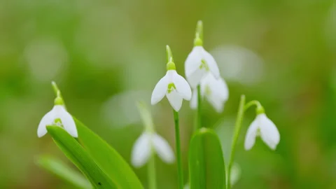 Early Spring. Snowdrop Growing Among Foliage In A Early Springtime Forest Stock Footage 260230468