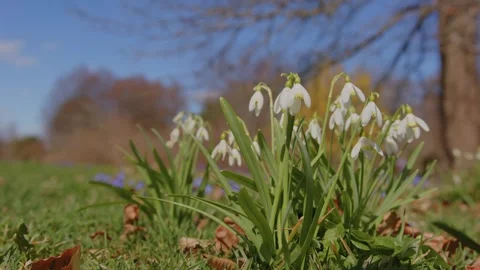 Early Spring Snowdrops Bloom at Planting Fields Arboretum, Oyster Bay, NY Stock Footage 318428284