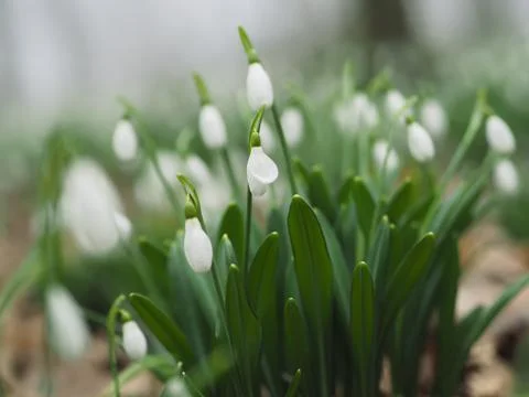Early Spring Snowdrops flowers Stock Photos