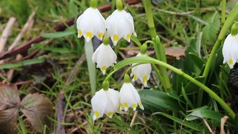 Early spring snowflakes. Delicate in appearance spring snowflakes Stock Footage 151728186