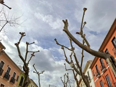 Early spring in Spain shows pruned plane tree branches reaching towards a c.. Stock Photos