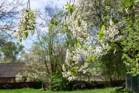 Early spring, spring landscape. Beautiful nature with flowering willow bran.. Stock Photos