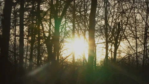 Early spring sunset in the forest Stock Footage 87763508