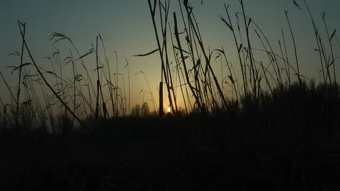 Early spring sunset on a lake in a grove Vídeo Stock 128548458