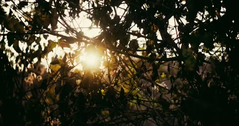 Early spring sunshine flickering through the dried leafs Stock Footage 178026167