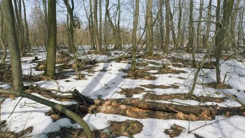 Early Spring. Thawed Patches In Forest. I Can Feel Arrival Of Spring. Motion Stock Photos