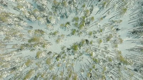 Early Spring Top Down Aerial Drone Shot Of Trees Stock Footage 238619480