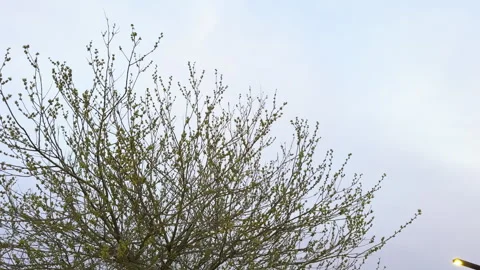 Early Spring Tree Branches Against Twilight Sky Stock Footage 276332248