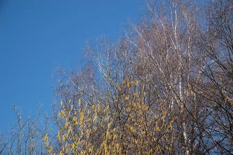 Early Spring Tree Branches with Catkins Against Blue Sky 스톡 사진