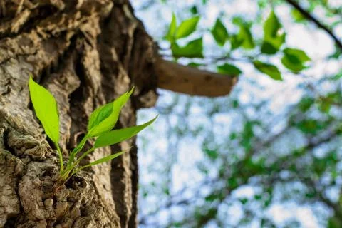 Early Spring Tree Shoots Stock Photos
