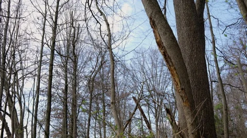 Early spring trees Stock Footage 280350889