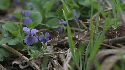 Early spring violet flowers at ground, track camera movement Stock Footage 127068922