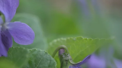 Early spring violet flowers at ground, track camera movement Stock Footage 127068969