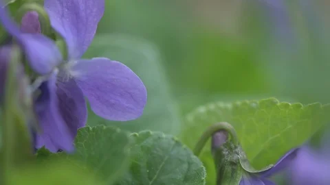 Early spring violet flowers at ground, track camera movement Stock Footage 127069026