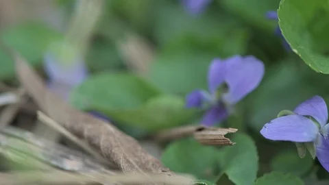 Early spring violet flowers at ground, track camera movement Stock Footage 127069106