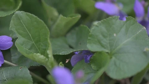 Early spring violet flowers at ground, track camera movement Stock Footage 127069143