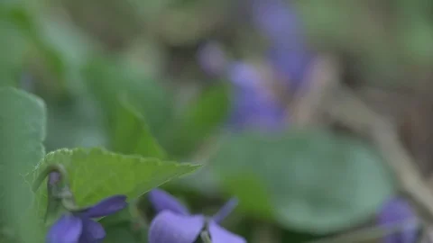 Early spring violet flowers at ground, track camera movement Stock Footage 127069181