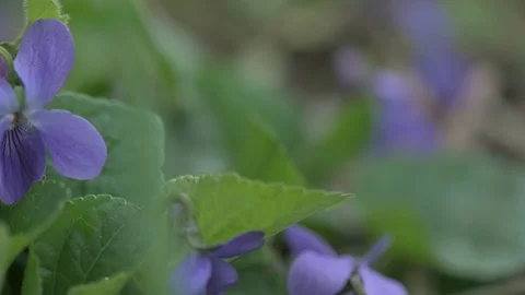 Early spring violet flowers at ground, track camera movement Stock Footage 127069306