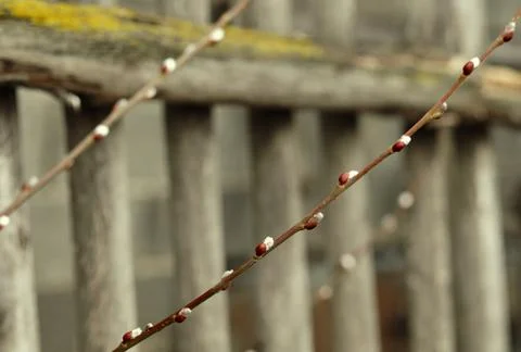 Early spring, visual rhythm from branches with swollen buds close-up. Natural Stock Photos