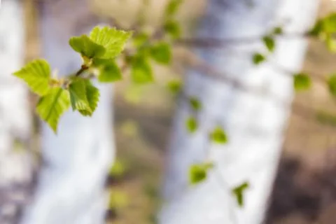 Early spring warming. Stock Photos