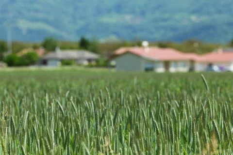 Early spring wheat field Stock Photos