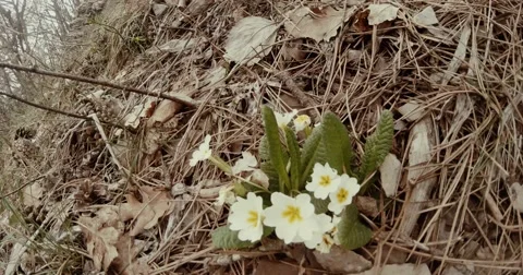 Early spring white wild mountain flowers in the dry grass and pine needles Stock Footage 53566423