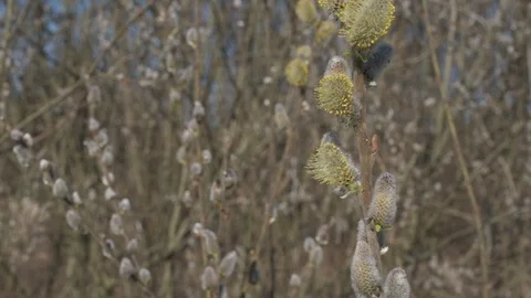 Early spring white willow catkins on a sunny day Stock Footage 127156213