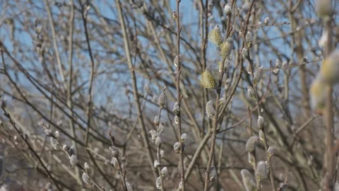 Early spring white willow catkins on a sunny day Stock Footage 127156274