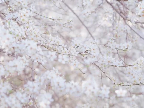 Early Spring wild Cherry tree bllossom tender white flowers Stock Photos