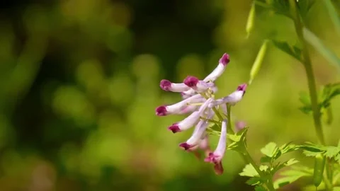 Early spring wild forest flowers in bloom, violet purple flowering beautiful Video stock 154116108