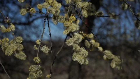 Early spring. The willow blossoms Stock Footage 126358887