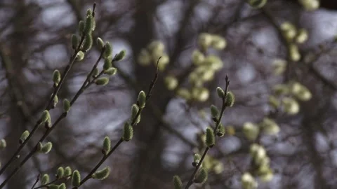 Early spring willow catkins from bud to bloom Stock Footage 329579205