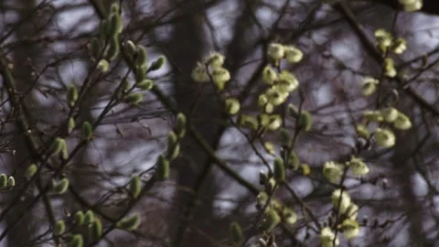 Early spring willow catkins from bud to bloom Stock Footage 329579215