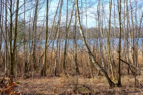 Early Spring Woods Stock Photos