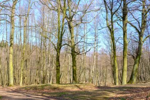 Early Spring Woods Foto stock