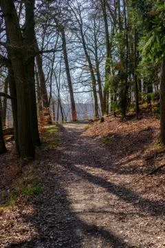 Early Spring Woods Stock Photos