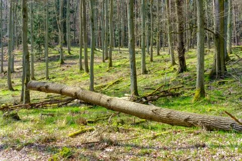 Early Spring Woods Foto stock